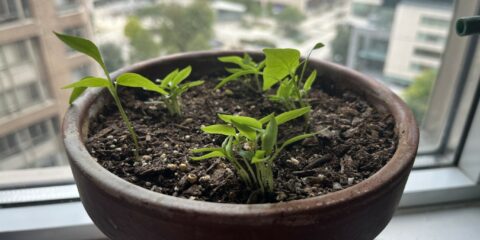 Photo of Ghost pepper plant