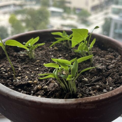 Photo of Ghost pepper plant