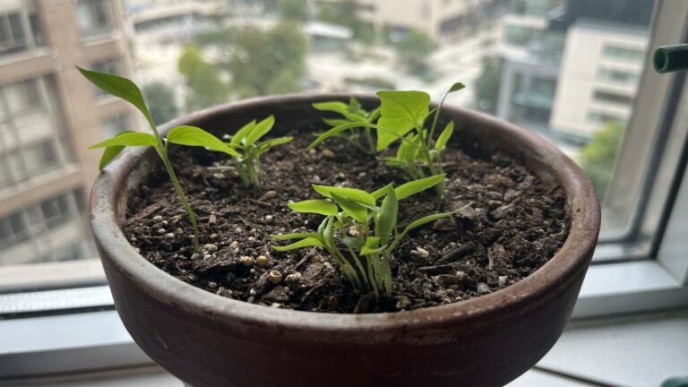 Photo of Ghost pepper plant