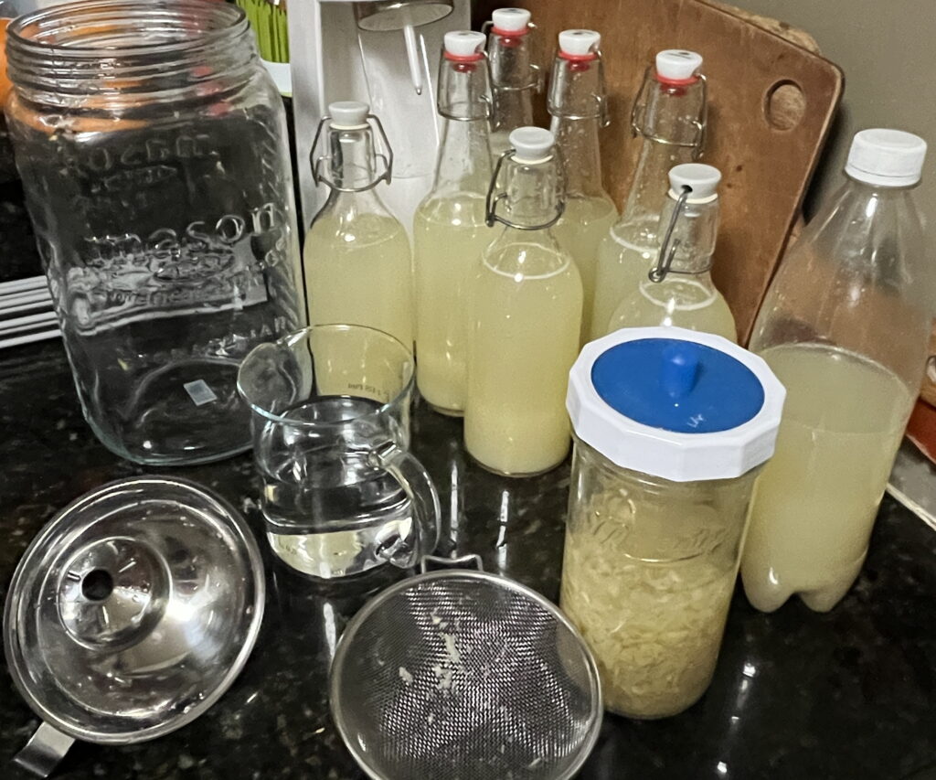 photos of ginger beer bottles filled