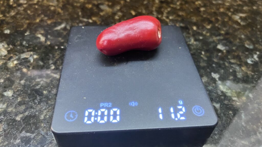 photo of Jalapeno Carl on a scale