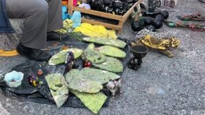 Catus Art In Mexico City