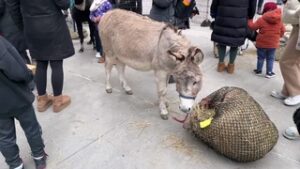 Donkey In The Backyard