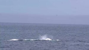 Whales In Bulls Bay NFLD