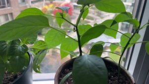 Priest And Peppers Nov 2025