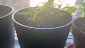 Priest And Peppers Oct 2025