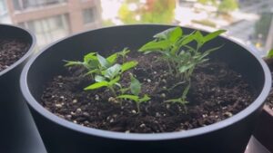 Priest And Peppers Sept 2025