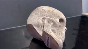 Sedlec Ossuary Skull